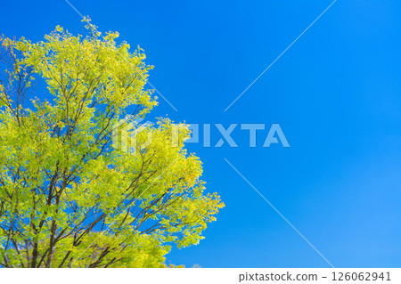 [Early summer ingredients] Fuefukigawa Fruit Park and Kofu Basin in the season of fresh greenery [Yamanashi Prefecture] 126062941