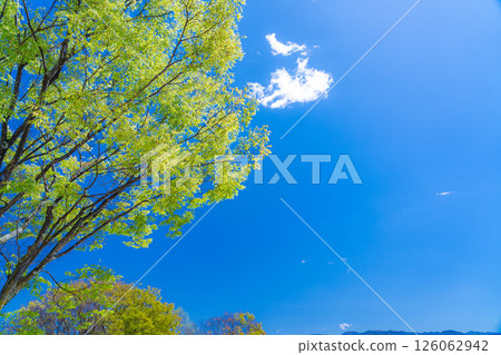 [Early summer ingredients] Fuefukigawa Fruit Park and Kofu Basin in the season of fresh greenery [Yamanashi Prefecture] 126062942