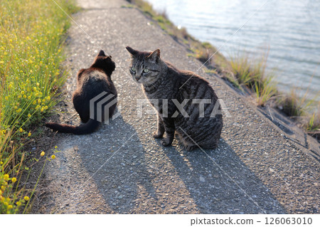 Tabby cat playing on embankment Tabby cat playing on embankment 126063010