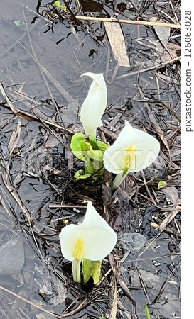 新潟縣妙高市妙高高原、伊森池、臭白菜 126063028
