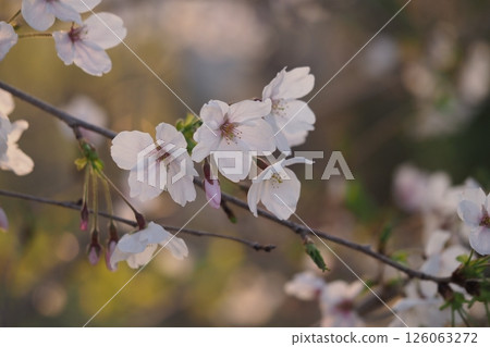 Cherry blossoms in the evening Cherry blossoms in the evening 126063272