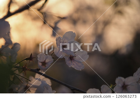 Sunset and cherry blossoms Sunset and cherry blossoms 126063273