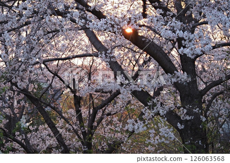 Sunset and cherry blossoms in the park Sunset and cherry blossoms in the park 126063568