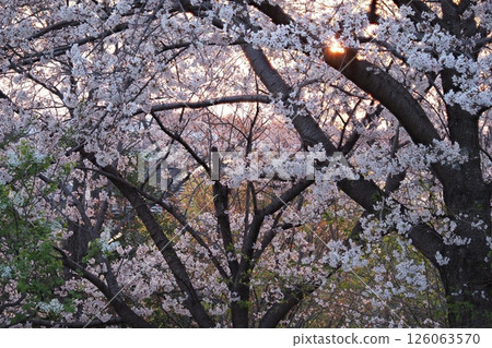 Cherry blossoms in the evening 126063570