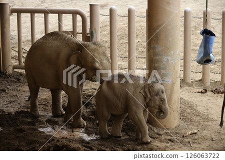Maruyama Zoo 126063722