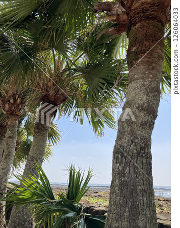 Tropical Trees 126064033