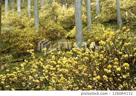 Mitumata花 Mitumata花 126064132