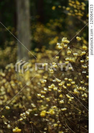 Mitumata flowers Mitumata flowers 126064153