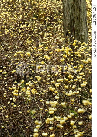 Mitumata flowers Mitumata flowers 126064157