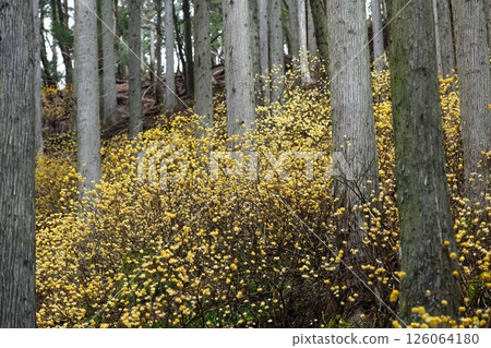 Mitumata花 Mitumata花 126064180