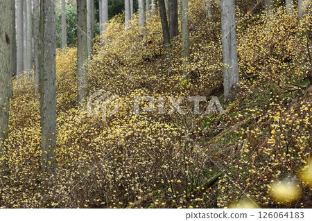 Mitumata花 126064183