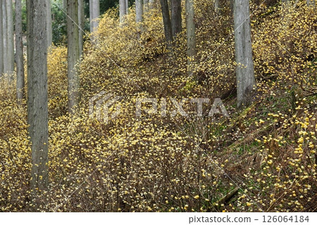 Mitumata花 Mitumata花 126064184