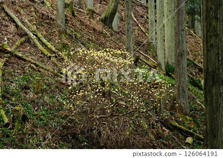 Mitumata flowers 126064191