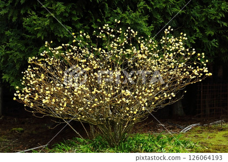 Mitumata flowers Mitumata flowers 126064193