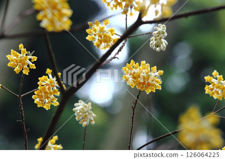 Mitumata花 Mitumata花 126064225