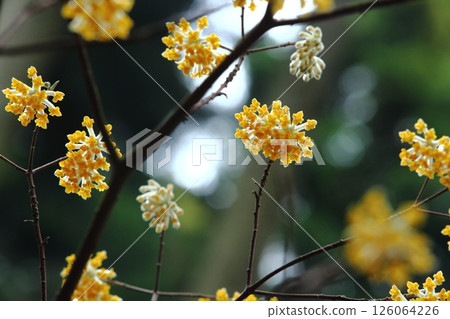 Mitumata花 Mitumata花 126064226
