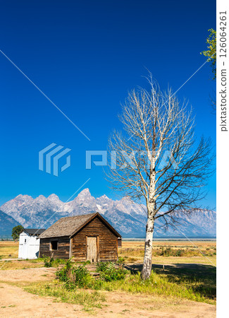 A small log cabin stands beside a bare tree in the Mormon Row Historic District of Grand Teton National Park, with the Teton Range rising dramatically in the background under a clear blue sky. 126064261