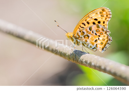 A swallowtail butterfly perched on a branch 126064390