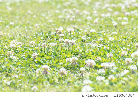 White clover flower field White clover flower field 126064394