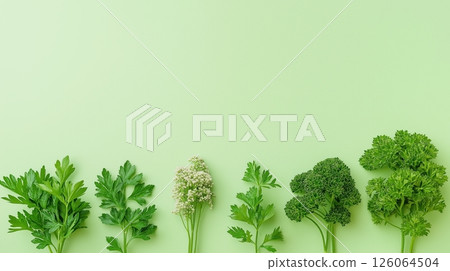 Artistic Display of Flat-Leaf and Curly Parsley on Green 126064504