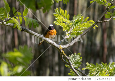 Common redstart (Phoenicurus phoenicurus) sits on tree branch 126064542