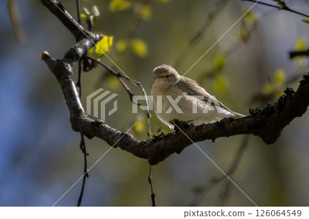 Small bird, probably Common Chiffchaff (Phylloscopus collybita) 126064549