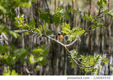 Common redstart, Phoenicurus phoenicurus. A bird sits on a tree branch 126064550