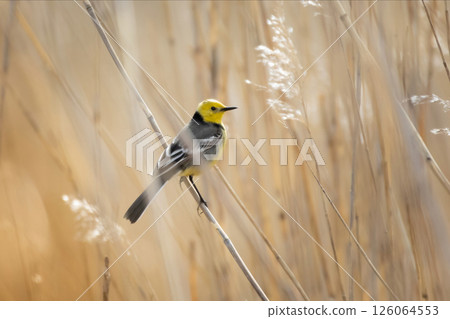 Citrine Wagtail Motacilla citreola stands on a grass 126064553