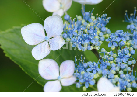 Blue hydrangea Blue hydrangea 126064600