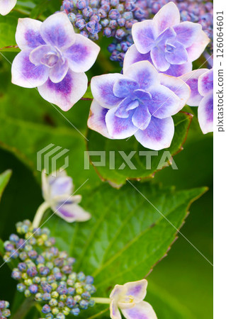 繡球花在雨中濕 126064601