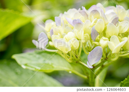 White hydrangea 126064603