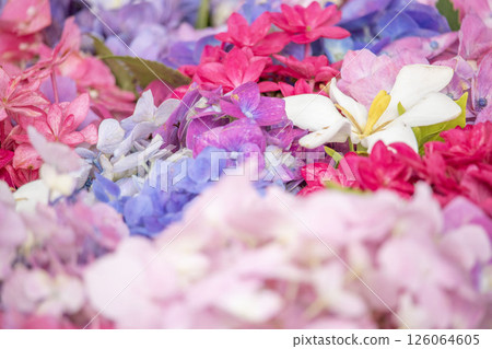 八仙花屬花手水 126064605