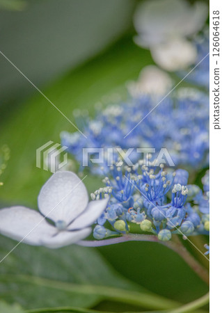 Blue hydrangea Blue hydrangea 126064618