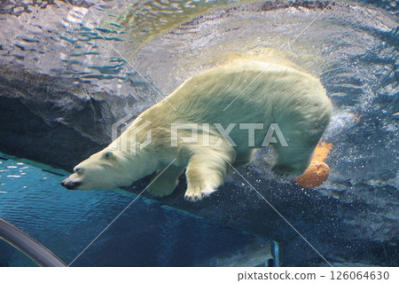 Polar bear 126064630