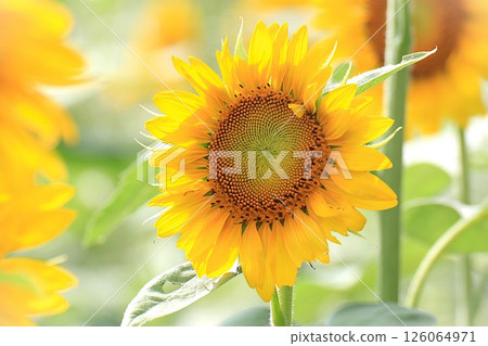 Sunflowers bathed in summer sunlight Sunflowers bathed in summer sunlight 126064971