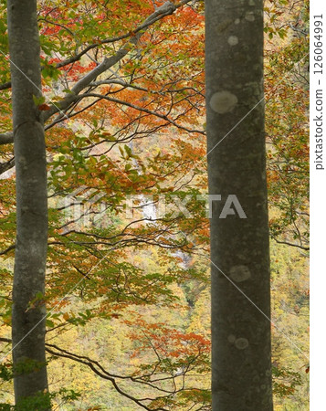 一空澤週邊的紅葉 一空澤週邊的紅葉 126064991