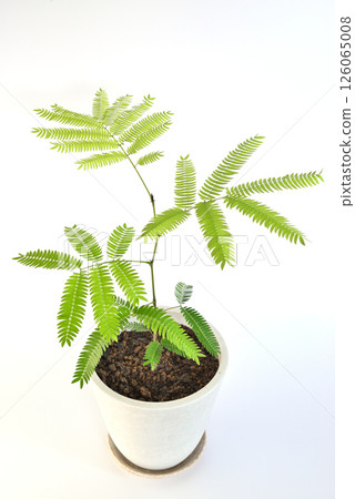 Houseplant Everfresh Potted plant White background Houseplant Everfresh Potted plant White background 126065008