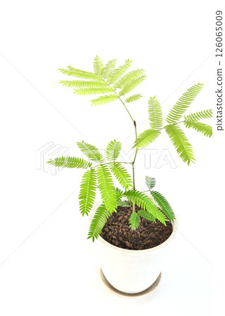 Houseplant Everfresh Potted plant White background 126065009