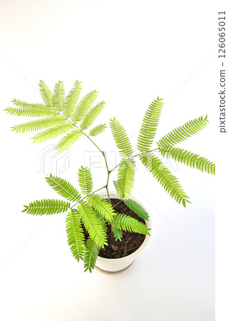 室內植物 Everfresh 盆栽植物 白色背景 126065011