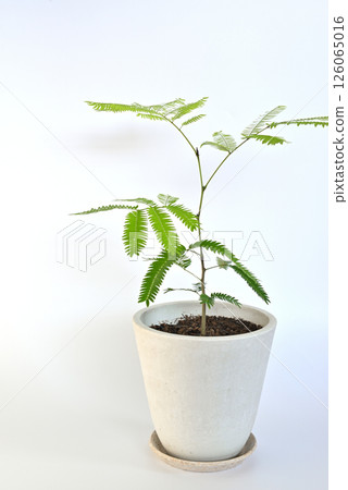 室內植物 Everfresh 盆栽植物 白色背景 室內植物 Everfresh 盆栽植物 白色背景 126065016