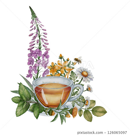 Herbal tea cup with chamomile, fireweed and honey bee illustration Herbal tea cup with chamomile, fireweed and honey bee illustration 126065097