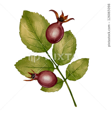 Rosehip branch illustration Rosehip branch illustration 126065098