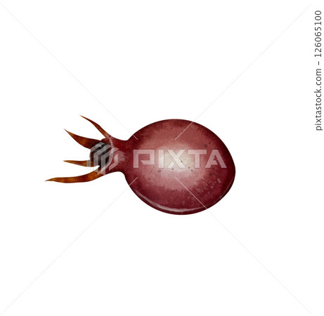 Rosehip berry watercolor illustration Rosehip berry watercolor illustration 126065100