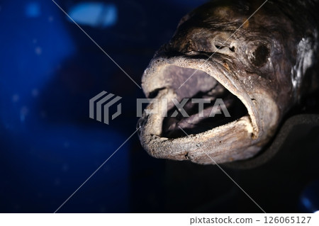 看看令人印象深刻的橫綱鷹的嘴巴 126065127