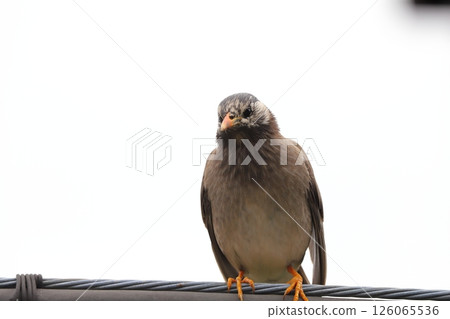 Starlings perched on power lines on a spring morning Starlings perched on power lines on a spring morning 126065536