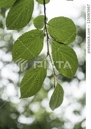 Raindrops on leaves of trees, a symbol of the rainy season 126065667