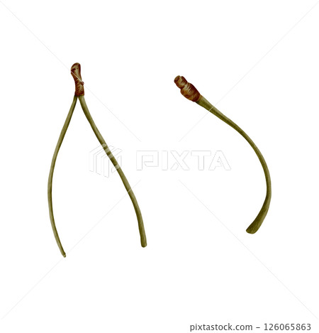 Cherry tree stems isolated on white. Minimalist watercolor botanical illustration of bare twigs with organic texture for nature-inspired designs, packaging, or wall decor Cherry tree stems isolated on white. Minimalist watercolor botanical illustration of bare twigs with organic texture for nature-inspired designs, packaging, or wall decor 126065863