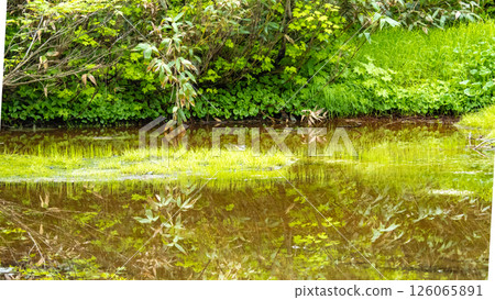 新鮮的綠色反射在水的表面上 新鮮的綠色反射在水的表面上 126065891