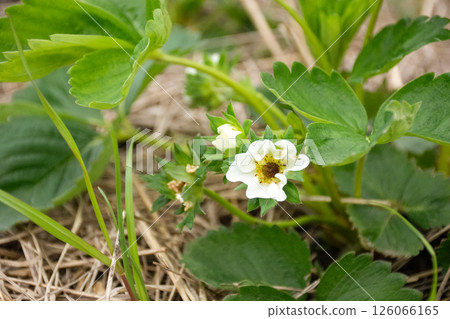 strawberry flowers damaged by frost, blackened flower core. crop damage 126066165