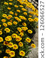Yellow flowers of Columbine blooming in a garden in the spring afternoon of May 126066527